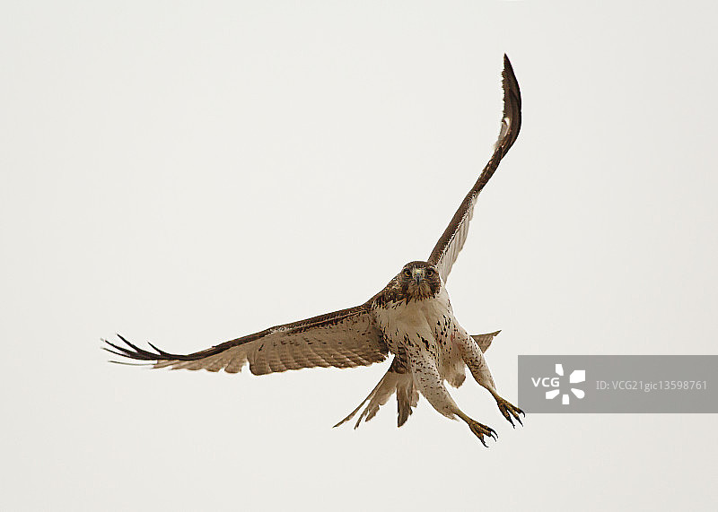 红尾鹰图片素材