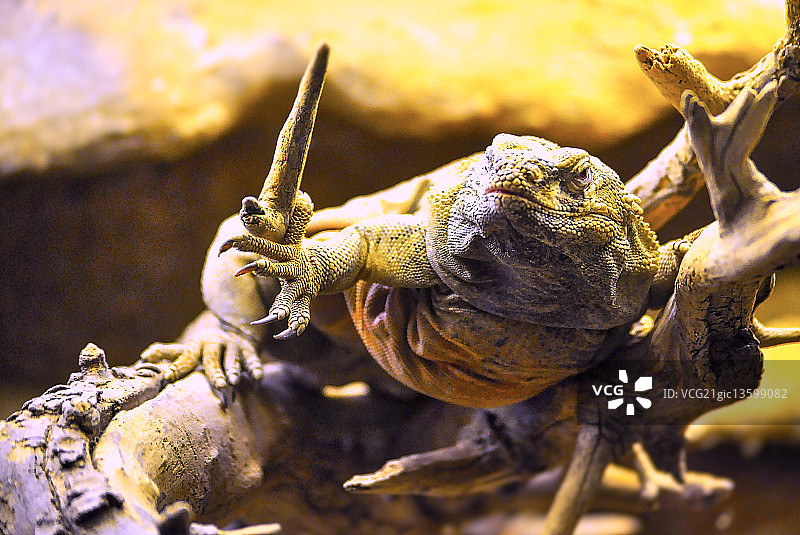 我太老了，不适合做这个图片素材