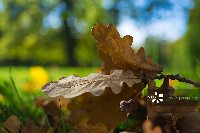 橡树叶图片素材