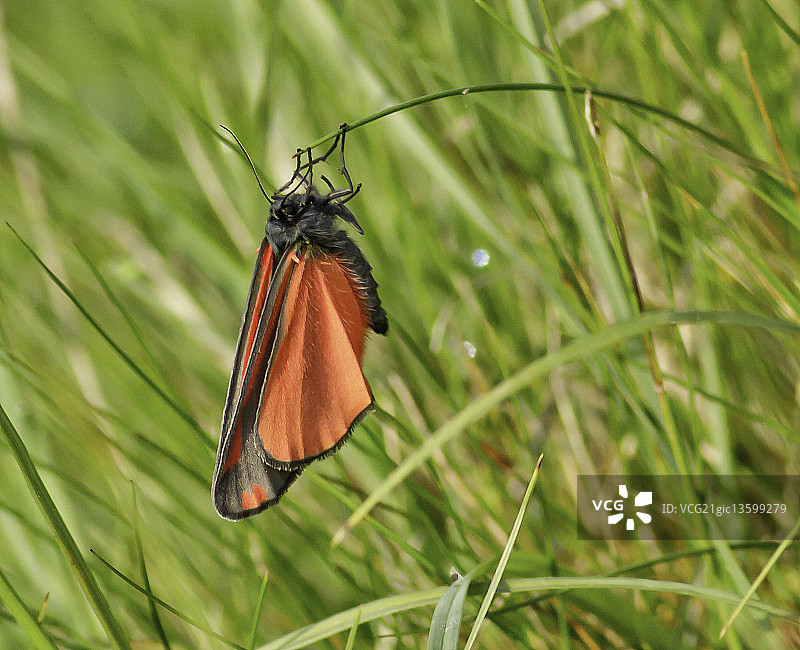手持瞬间：朱砂蛾图片素材