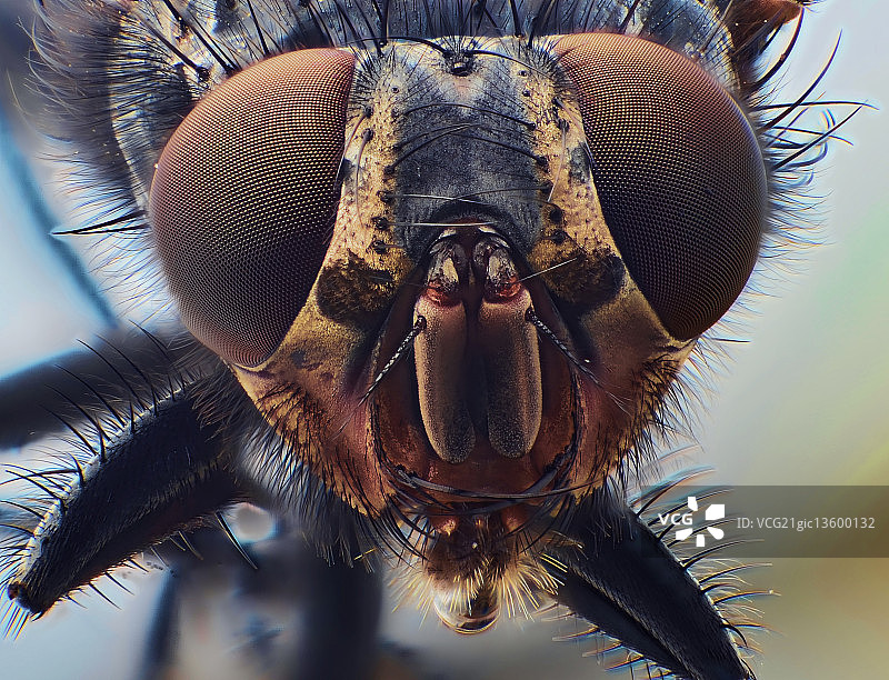 看着我的眼睛图片素材