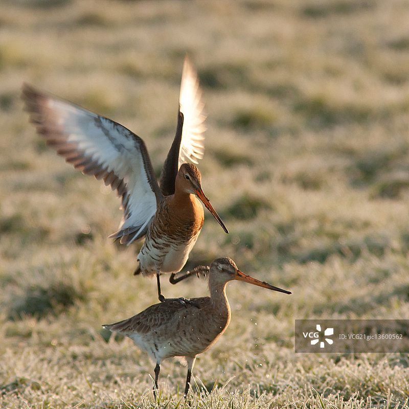 黑尾塍鹬图片素材