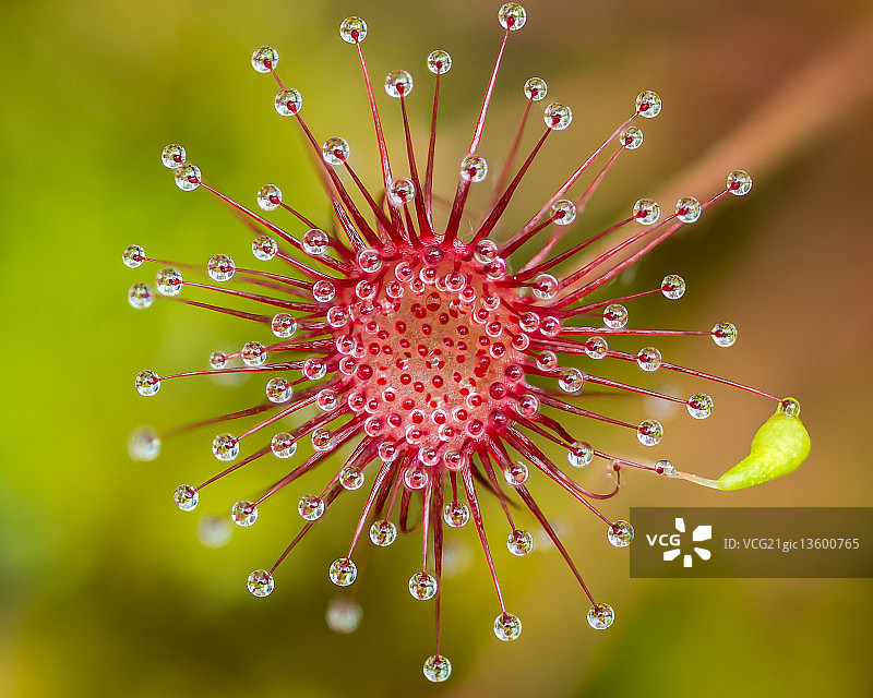 奇异茅膏菜图片素材