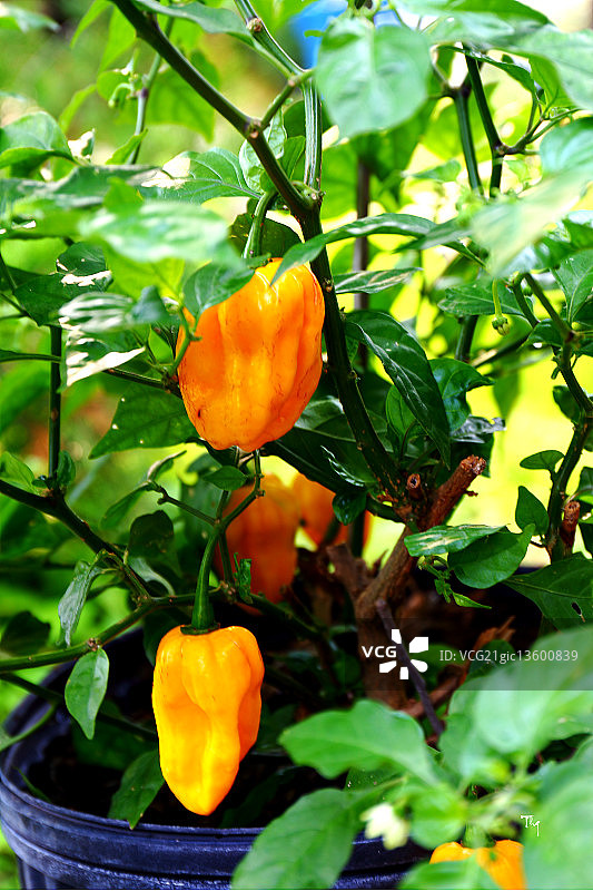 盆栽里的黄色辣椒图片素材
