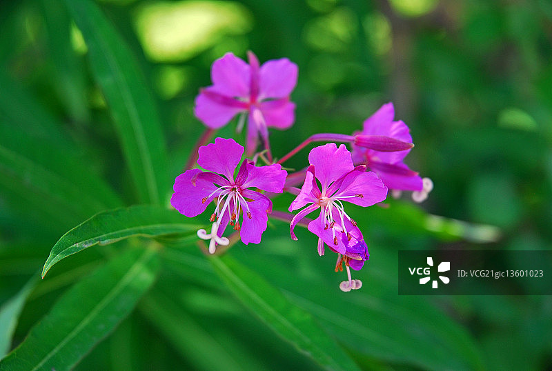 薰衣草柳叶菜图片素材
