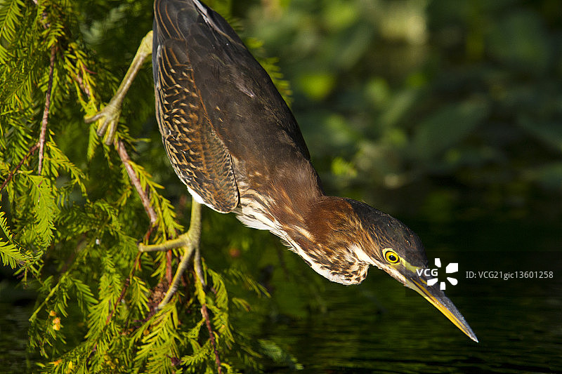 绿鹭觅食图片素材