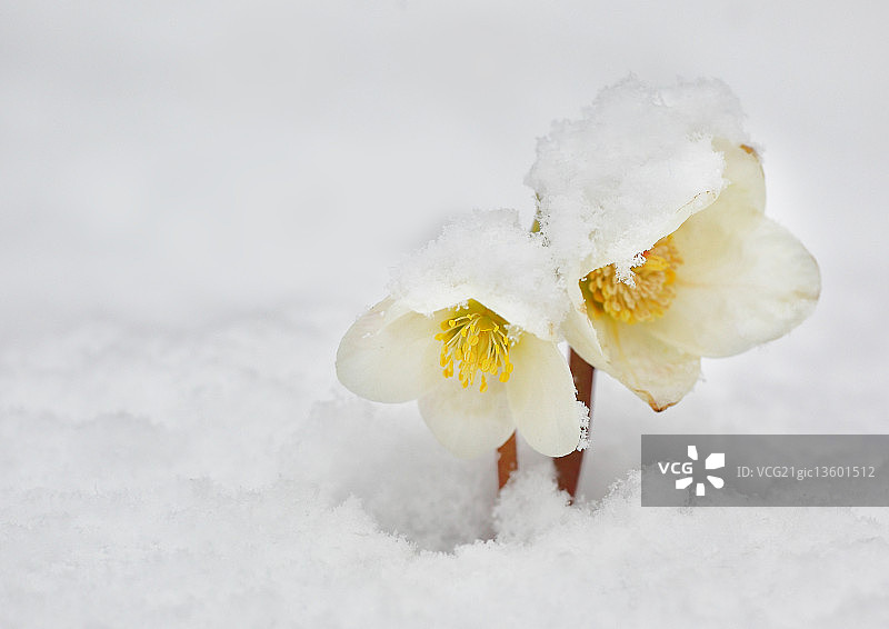 雪中的铁筷子 2图片素材