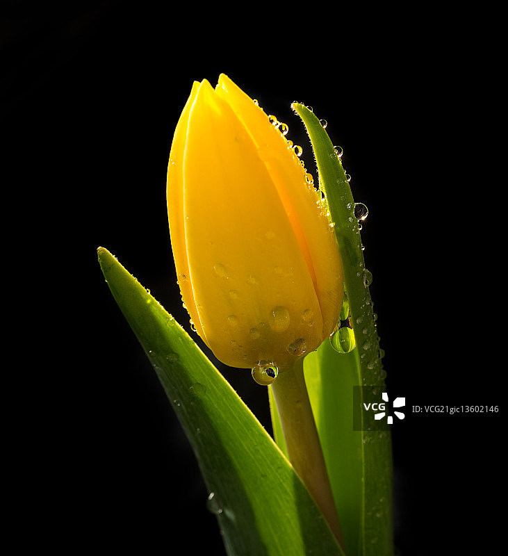 黄色杓兰图片素材