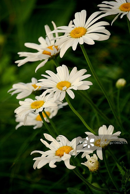 香石竹雏菊图片素材