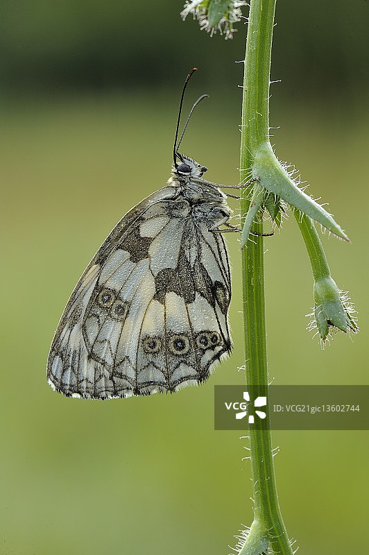 黑脉园网蛱蝶图片素材