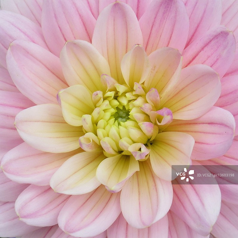 盛开的粉色条纹翠菊特写图片素材