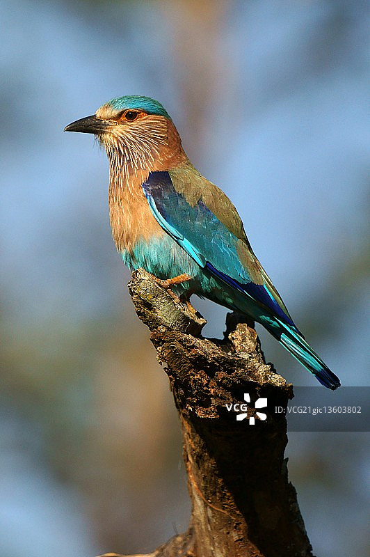 印度roller鸟 - 色彩的狂欢图片素材