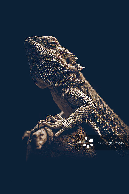 胡须飞蜥图片素材