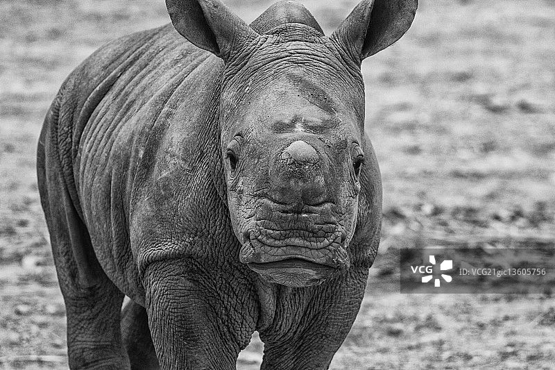 小犀牛图片素材