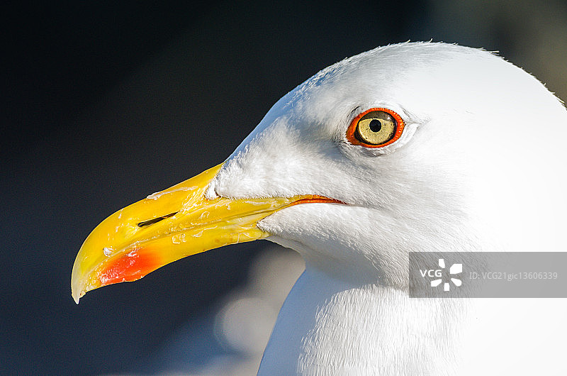 小黑背鸥图片素材