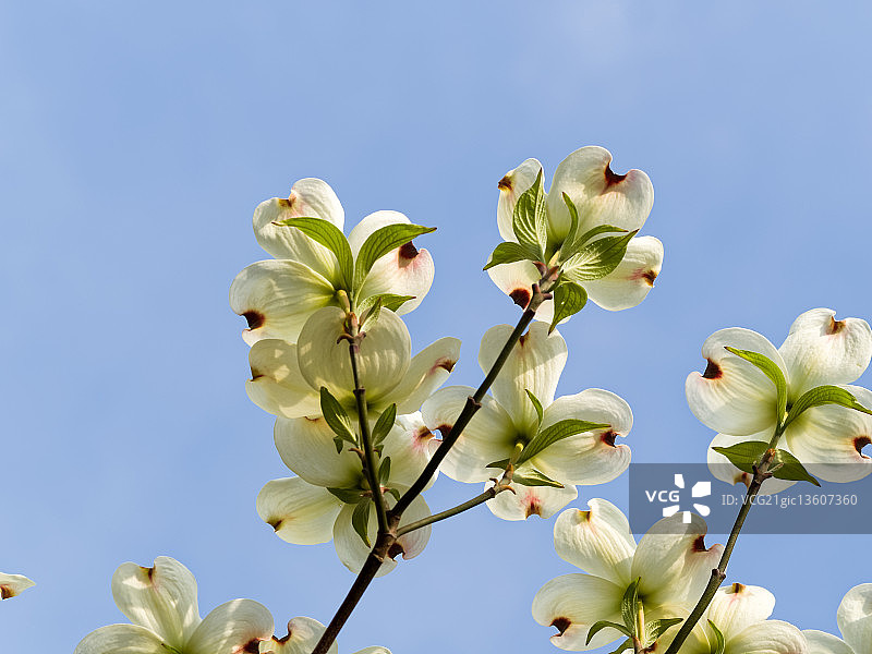 山茱萸图片素材