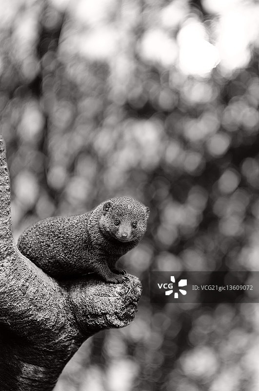 侏儒獴图片素材