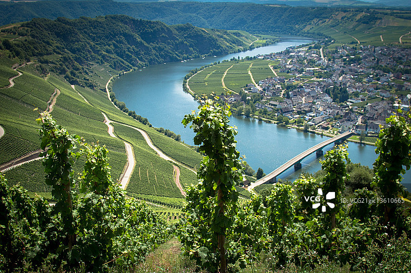 摩泽尔河畔的葡萄园图片素材