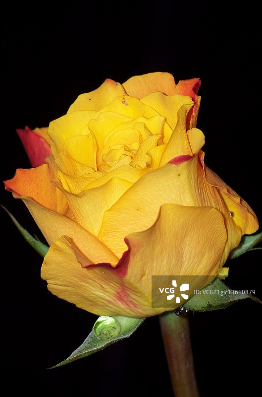 黄玫瑰图片素材