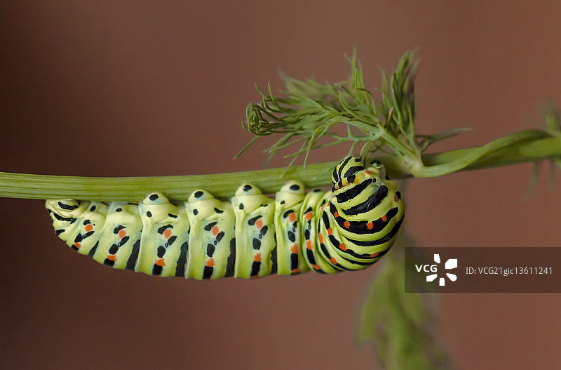 宽尾凤蝶图片素材