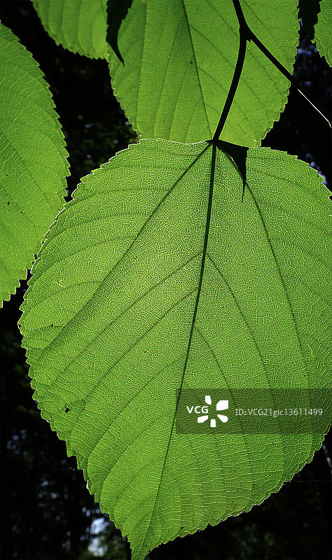 雨后泪珠状的美丽美人蕉叶图片素材