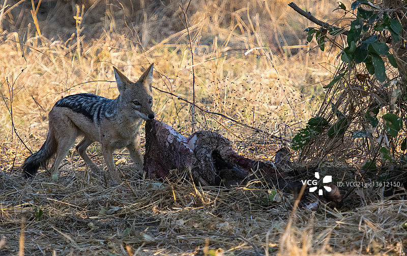 豺获取水牛皮图片素材
