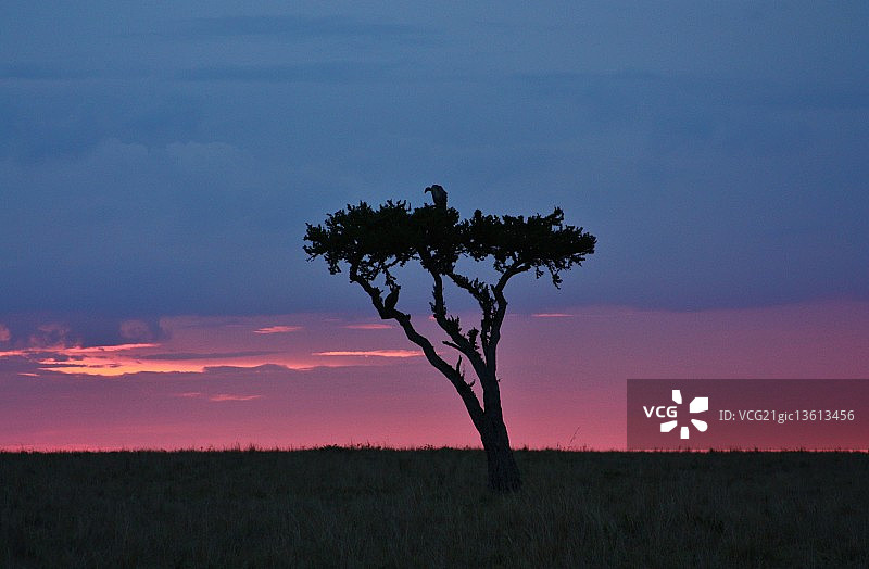 马赛马拉日落图片素材