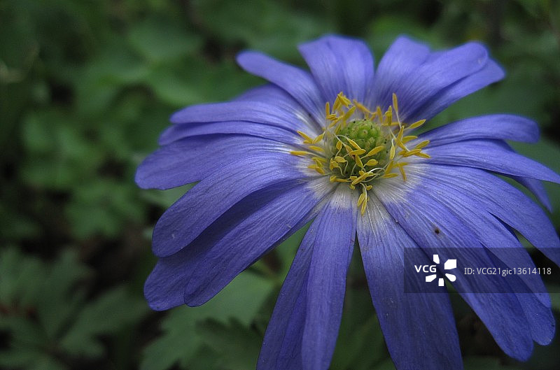 小白头翁图片素材