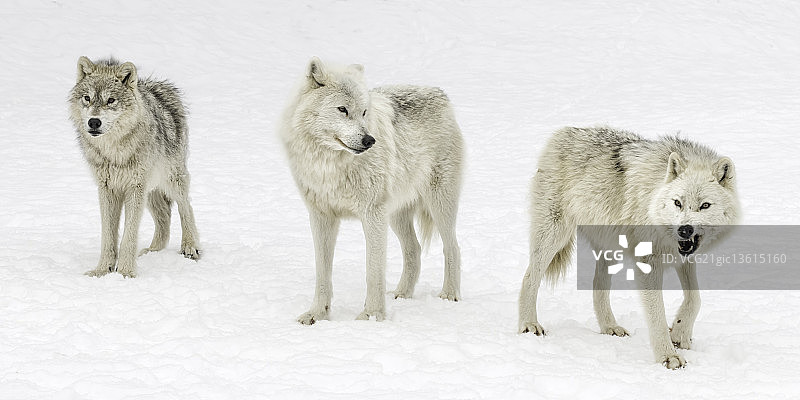 停止、指向、咆哮图片素材