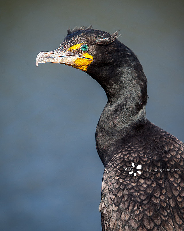 双冠鸬鹚图片素材