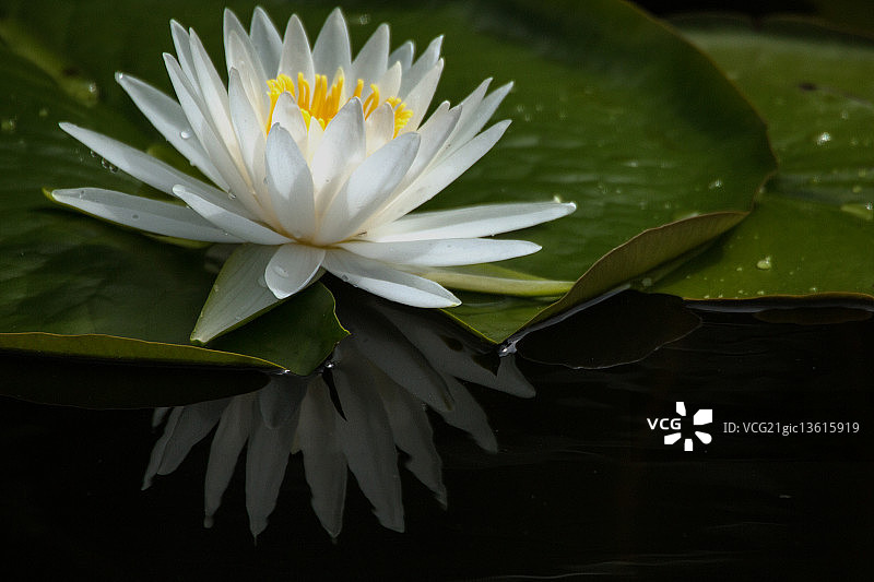 白色的睡莲图片素材