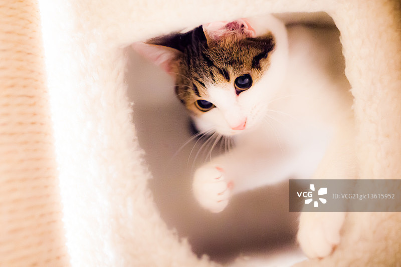 娃娃脸图片素材