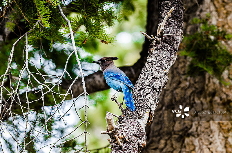冠蓝鸦图片素材