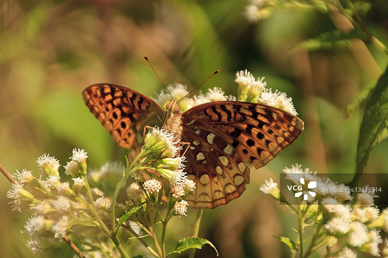 墨西哥湾豹纹蝶图片素材
