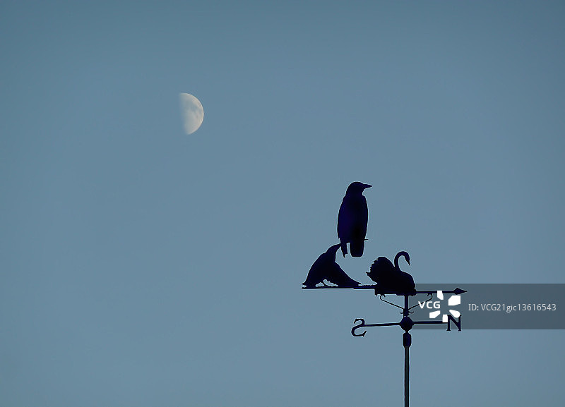 风向标上的乌鸦图片素材