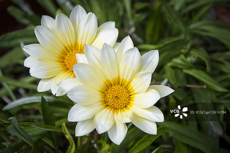 淡黄色、黄色、饱和黄色图片素材