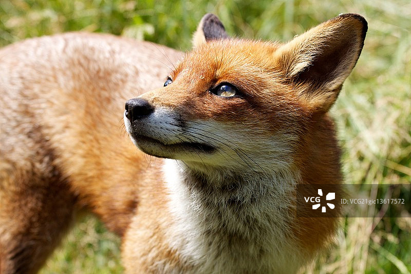 年轻的雌狐图片素材