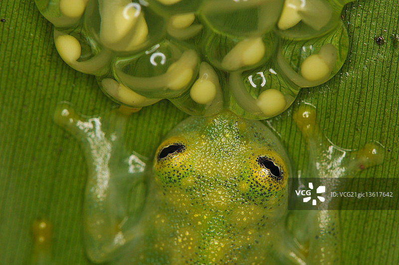 雄性玻璃蛙看护卵图片素材