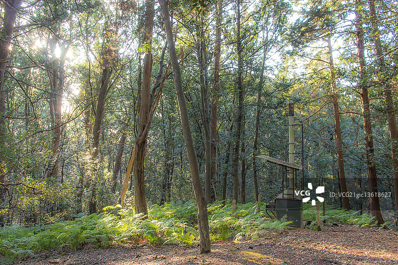 森林中的焚烧炉图片素材