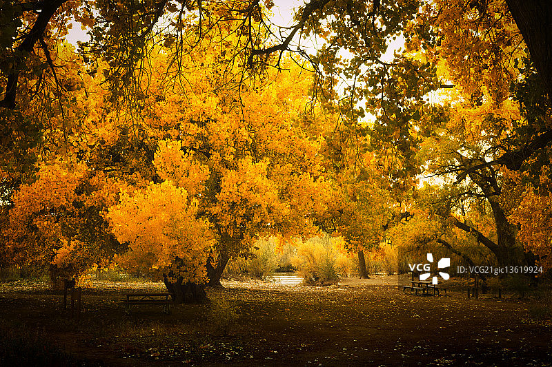 秋天的三角叶杨图片素材