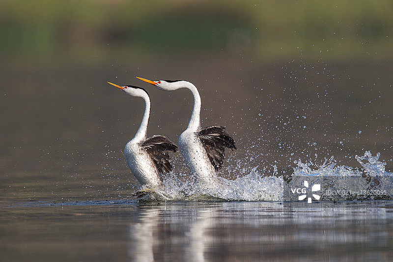 西部鸊鷉求偶展示图片素材