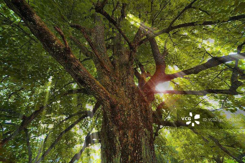 老落叶树图片素材
