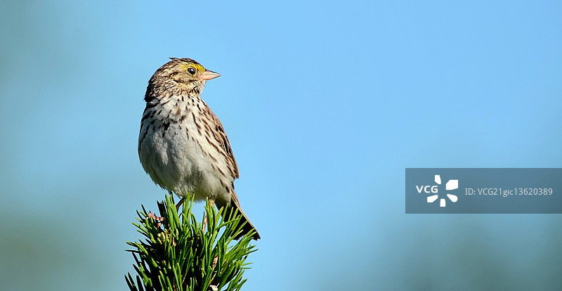 萨凡纳麻雀图片素材