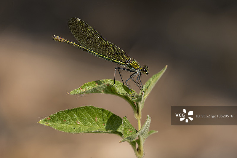 雌性丽蟌图片素材