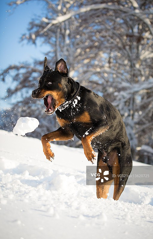 罗特韦尔犬图片素材