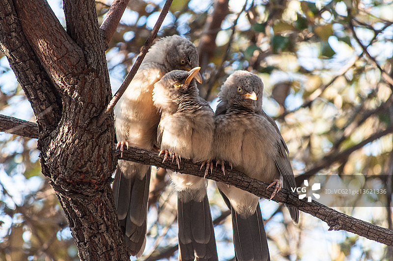 观鸟活动4图片素材