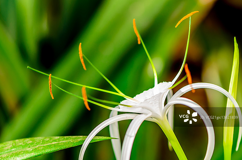 石蒜花的绚丽图片素材