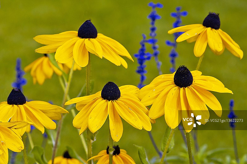 黑眼苏珊图片素材