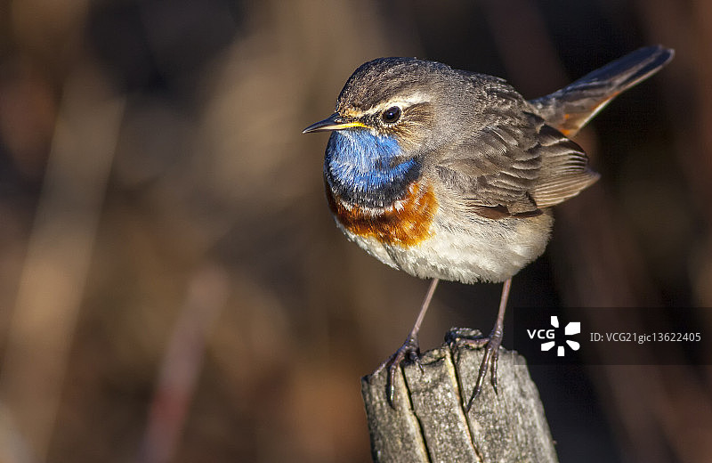 蓝喉歌鸲图片素材