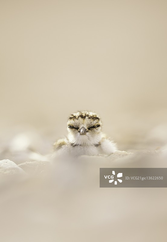 小环颈鸻图片素材